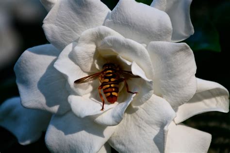 Sweet Southern Days Gardenias In Bloom