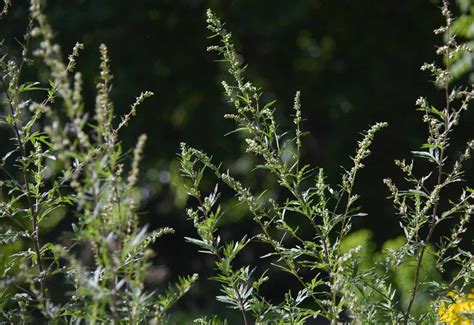 How To Identify And Remove Mugwort