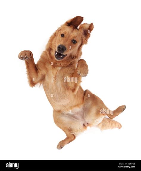 Funny golden retriever dog from above Stock Photo - Alamy