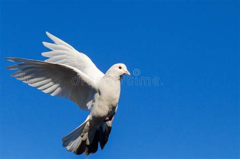 White Dove Flying On Blue Sky Stock Image Image Of Cloud Hope 201386253