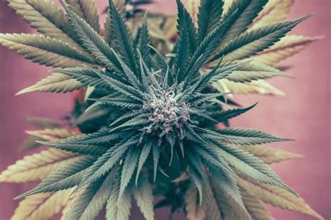 10 Ways Pot Can Make You Healthier
