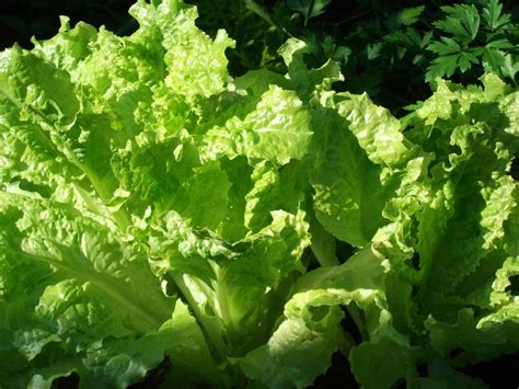 Propiedades Nutricionales Y Beneficios De La Lechuga Vida L Cida