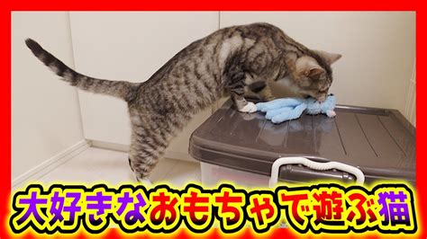 子猫の頃に遊んだ大好きなおもちゃで楽しそうに遊ぶ猫が可愛い。 Youtube