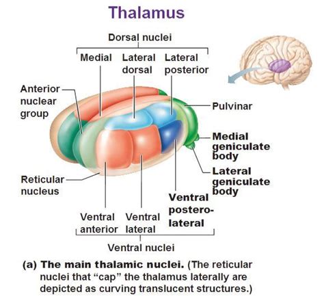 The Thalamus Is The Gateway To The Cerebral Cortex Assists With Motor Control And Relaying Sign