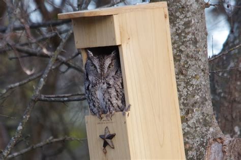 Original Cedar Owl House Box Screech Owl Box Bird House Owl Etsy