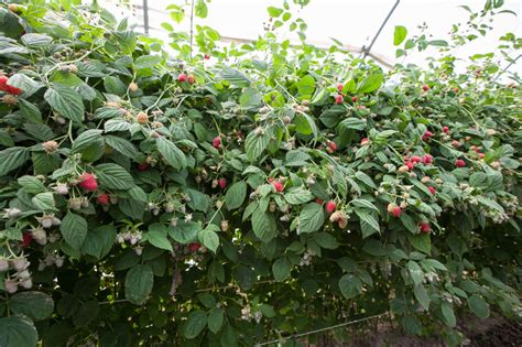 Uprawa Malin Letnich I Jesiennych Odmiany Plantacja Jagodnik