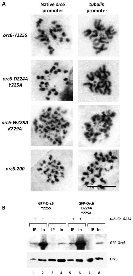 Drosophila Model Of Meier Gorlin Syndrome Based On The Mutation In A