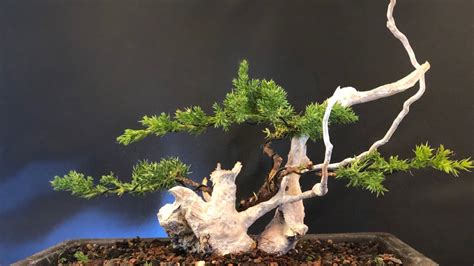 How To Do A Juniper Bonsai Tanuki For 10 Euro Have To Watch Youtube