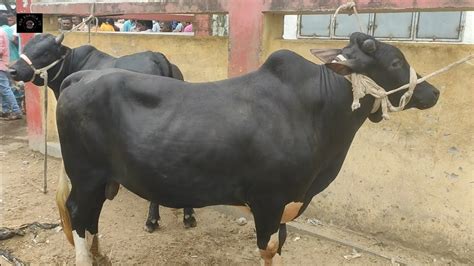 আজ ৩ মে২৩ ফাসিলা ডাঙ্গা হাটে মাংসের ওজন সহ বড় বড় ষাঁড় গরুর দাম দিনাজপুর Youtube