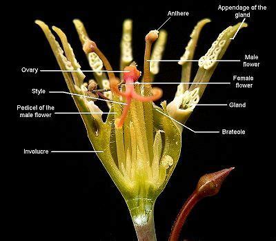 cyathium calyx flowers euphorbia flowers