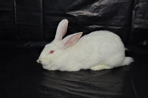 New Zealand White Rabbit Isolated Rabbit Cleans Itself On Black