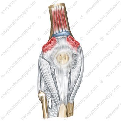 knee joint easy anatomy