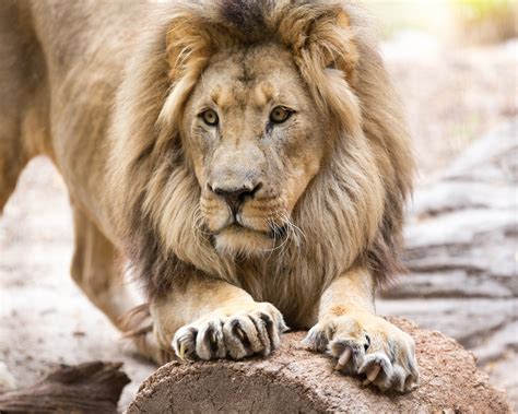 Lion Reid Park Zoo