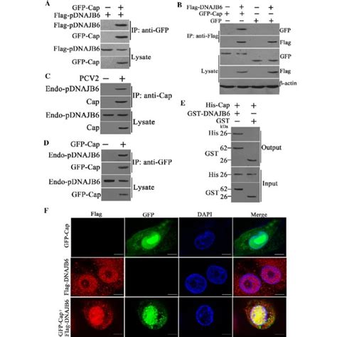 PCV2 Cap Interacts With PDNAJB6 And Co Localizes In Both Cytoplasm And