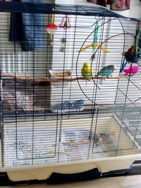 2 Budgies Cage In Ward End West Midlands Gumtree