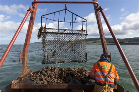 Stranraer Set To Be Location For Scotlands First Oyster Festival