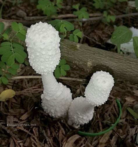 Leucocoprinus Cretaceus Macrohongos De Cali Colombia Naturalista