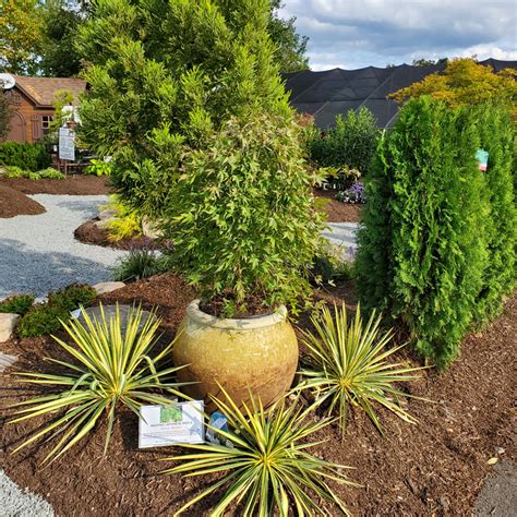 Japanese Maple Garden – Down to Earth Living