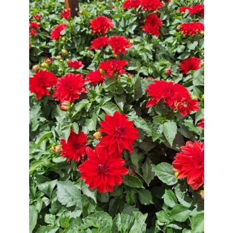 Dahlia Hypnotica Red Tm