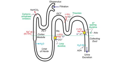 Loop Diuretics - New