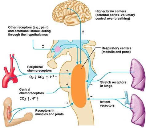 Associate Degree Nursing Physiology Review Physiology Basic Anatomy