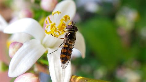 Hover fly | Critter, Insects, Animals