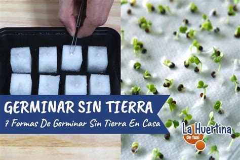 Formas De Germinar Semillas Sin Tierra En Casa La Huertina De Toni