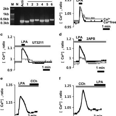 Functional Expression Of Lysophosphatidic Acid Lpa Receptors In Hsg