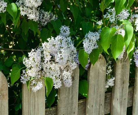 Best flowering hedges: 12 plants for beautiful boundaries | Homes & Gardens