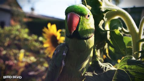 Bird Parakeet Parrot Psittacula Krameri Ringneck Rose Ringed Parakeet