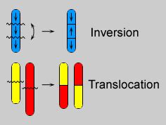 Chromosomal Mutations Translocation