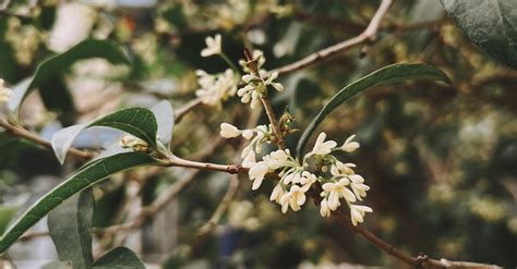 Close-up of Flowers Growing on Tree Branch · Free Stock Photo