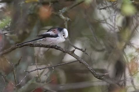 Itt van az ősz itt van újra long tailed tit Leskó Gábor Flickr