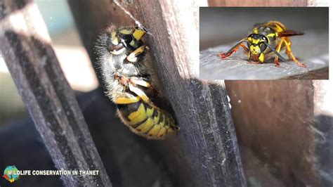 Hibernating Queen Wasp Youtube