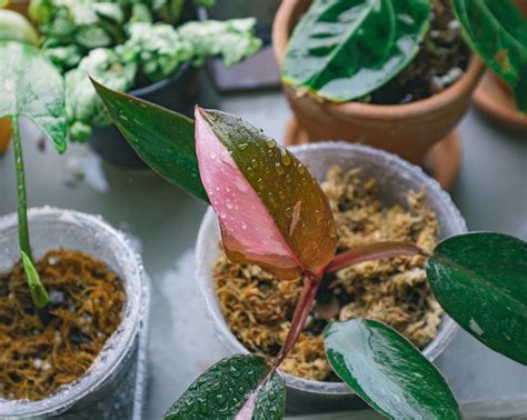 Green Leafed Indoor Plant · Free Stock Photo