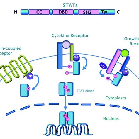 The Stat Gene Contains A Coiled Coil Cc Domain A Dna Binding Domain