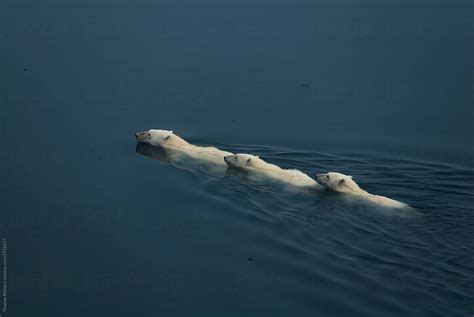 Polar Bears Swimming Svalbard Norway Stock Image Everypixel