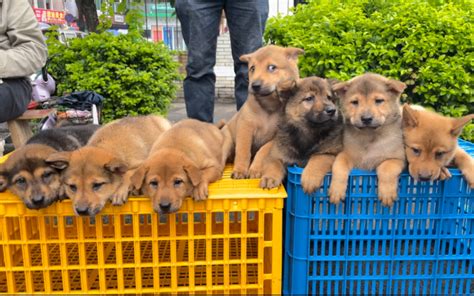 在赶集遇到一窝七条性格温的小土狗，安顺序排排坐太乖了 冷风寻犬 冷风寻犬 哔哩哔哩视频