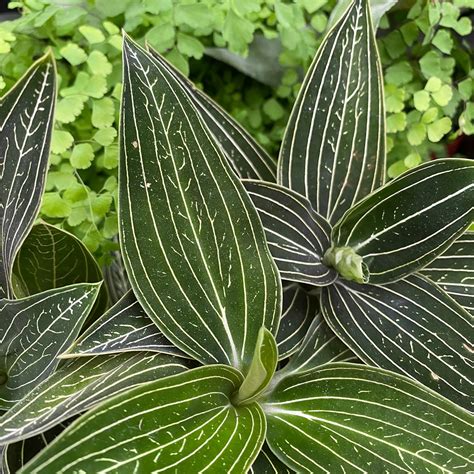 Ludisia Discolor Alba Pot Size12cm Jewel Orchid The Boma Garden