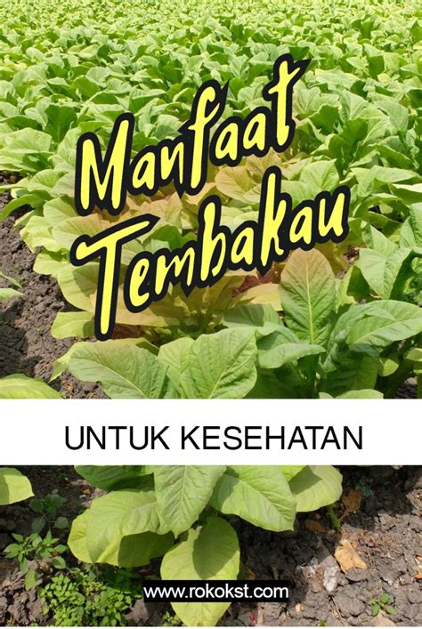 Manfaat Tembakau Kesehatan Indonesia Suwon