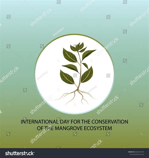 International Day Conservation Mangrove Ecosystem Web Stock Vector