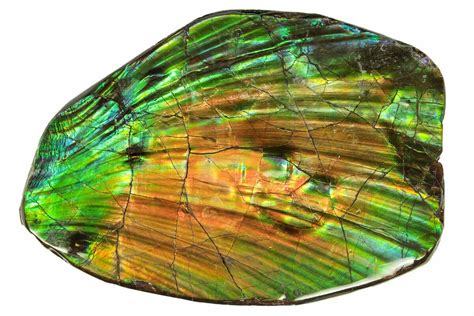 3.2" Flashy Ammolite (Fossil Ammonite Shell) - Alberta, Canada (#264847 ...