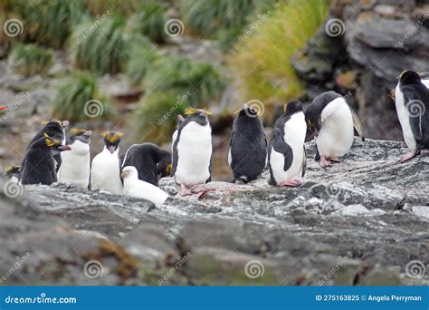 Macaroni Penguin Colony Stock Image Image Of British