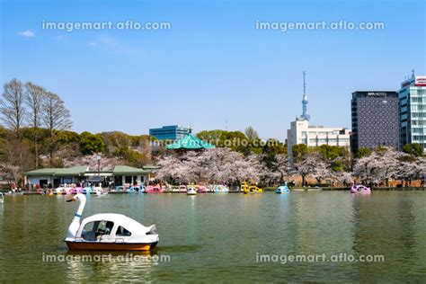 東京都台東区 春の上野公園 不忍池の桜とビル群の写真素材 204607235 イメージマート