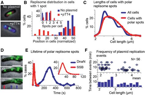 Position And Timing Of Plasmid Replication A Representative Images