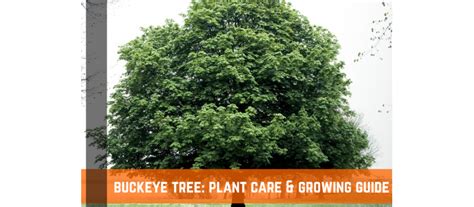 Buckeye Tree: Plant Care & Growing Guide | Farm Plastic Supply