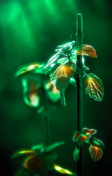 Magic within Nature on Behance