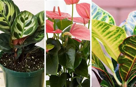 20 Tropical And Exotic House Plants You Should Grow In Your Home