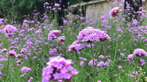 C Mo Plantar Cultivar Y Cuidar La Verbena