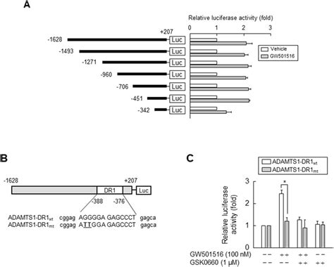 Activating Pparδ Increases Adamts1 Promoter Activity Via The Ppre Site